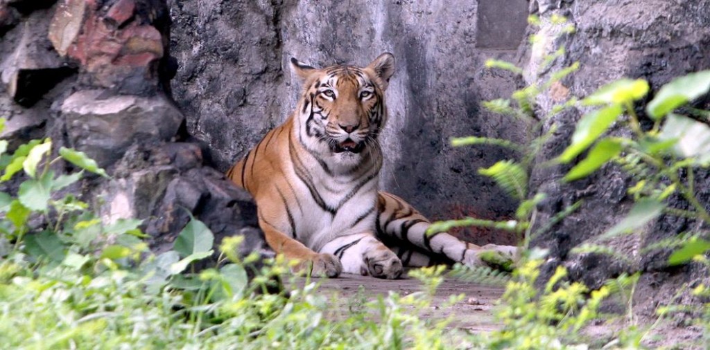 kolkata alipore zoo