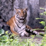 kolkata alipore zoo