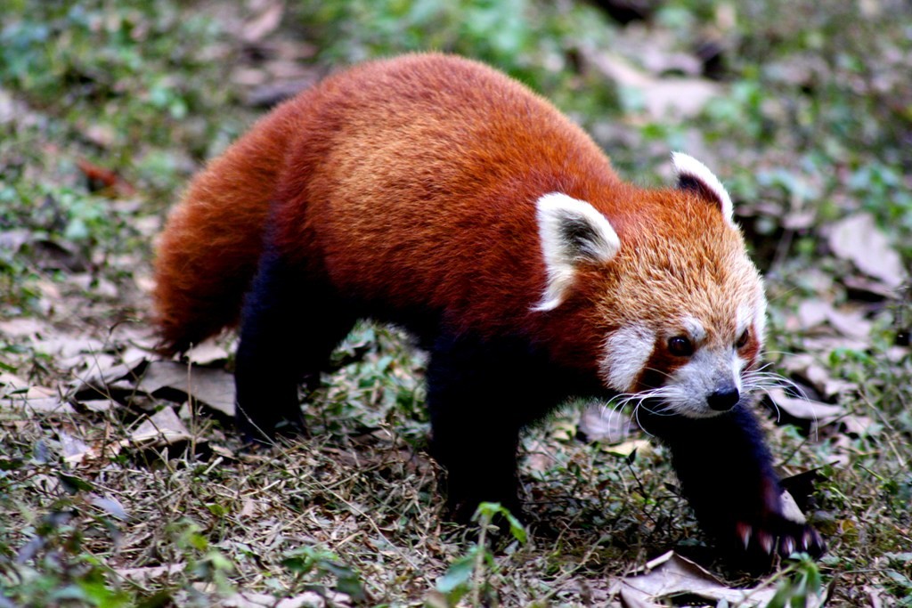 red panda