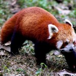 red panda