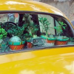 gechho bapi