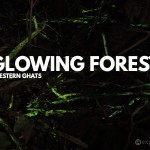 Glowing forest western ghats