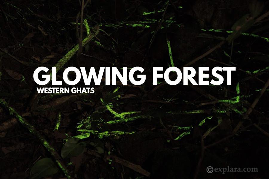 glowing forest western ghats