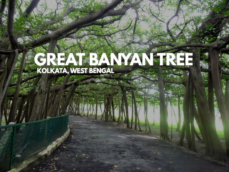 Great Banyan Tree west bengal