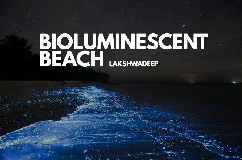 bioluminescent beach lakshawadeep