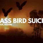 mass bird suicidal in jatinga