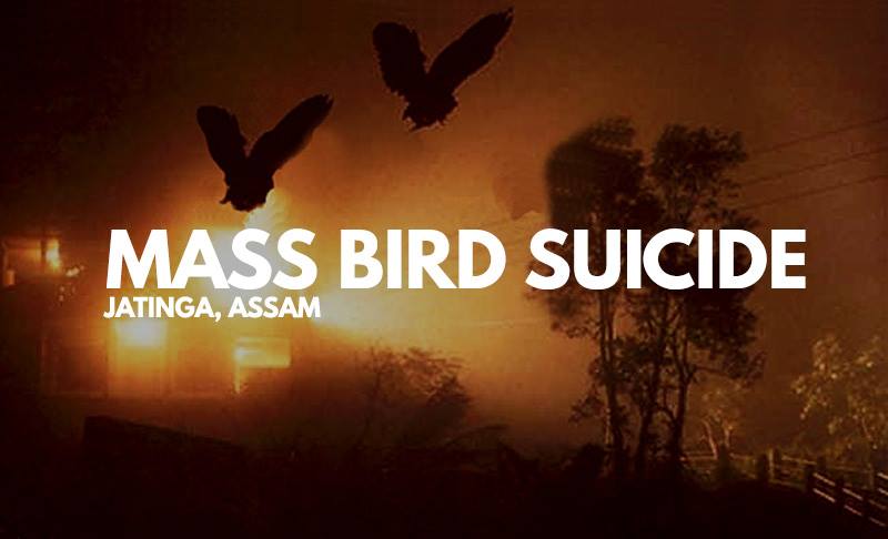 mass bird suicidal in jatinga