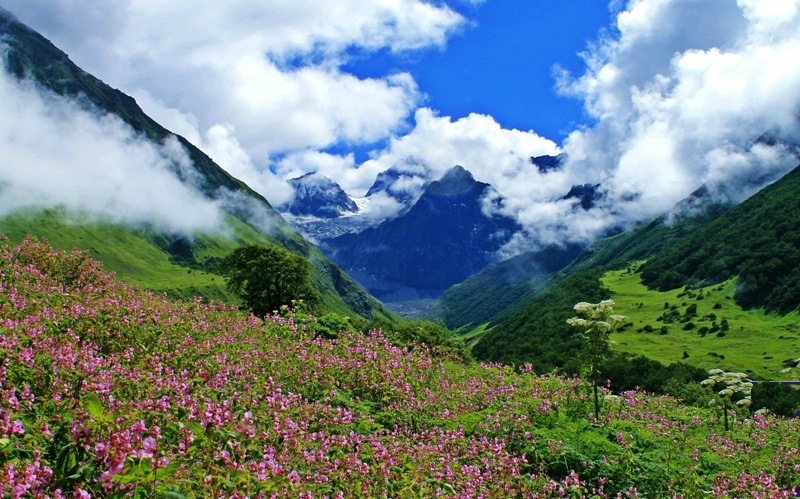 Valley of Flowers