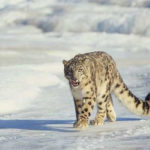 snow leopard trek
