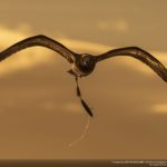 The flying hook