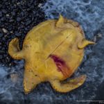 Turtle killed and discarded by the shore