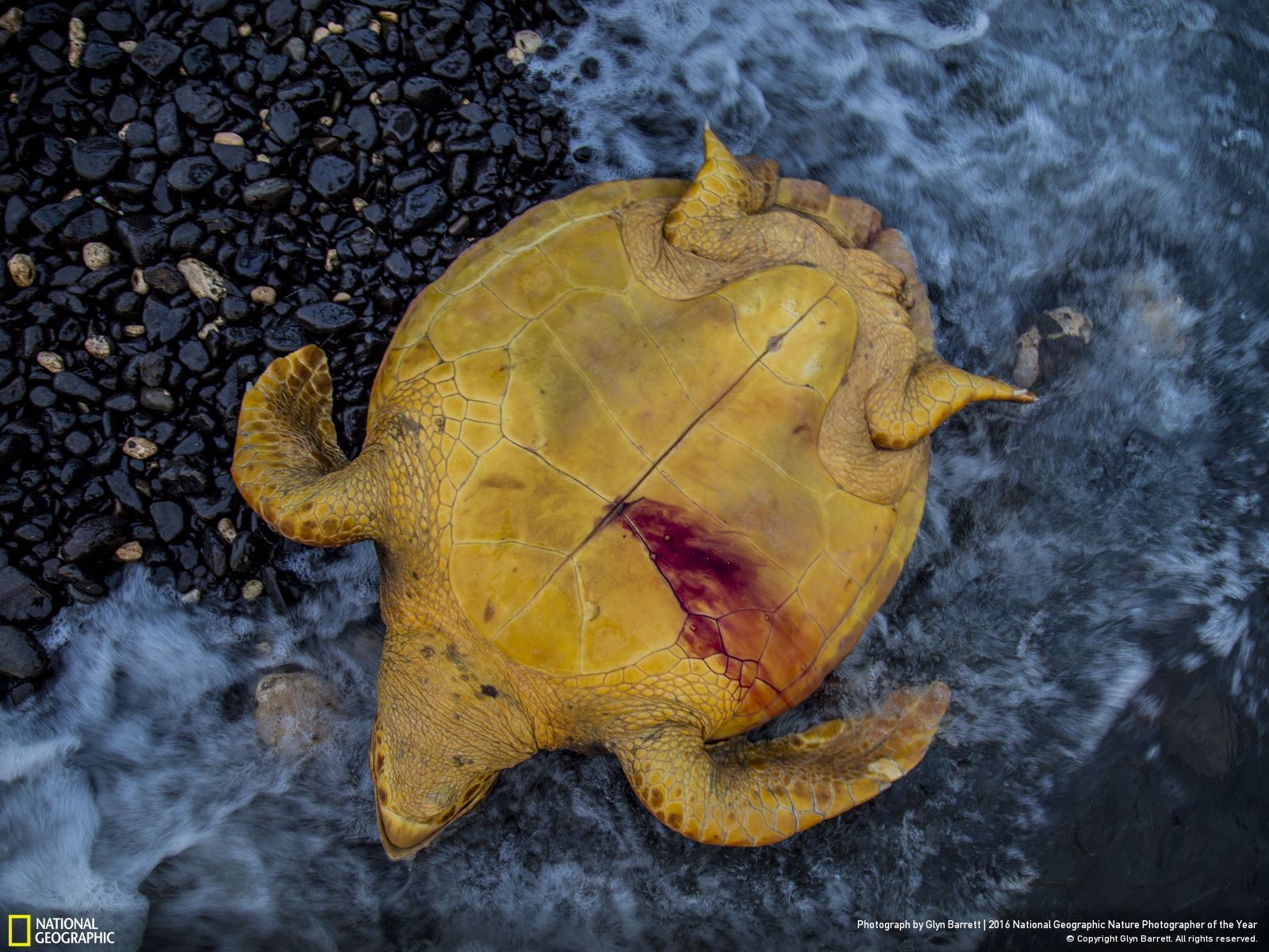 Turtle killed and discarded by the shore
