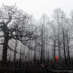 Walking Through Ashes