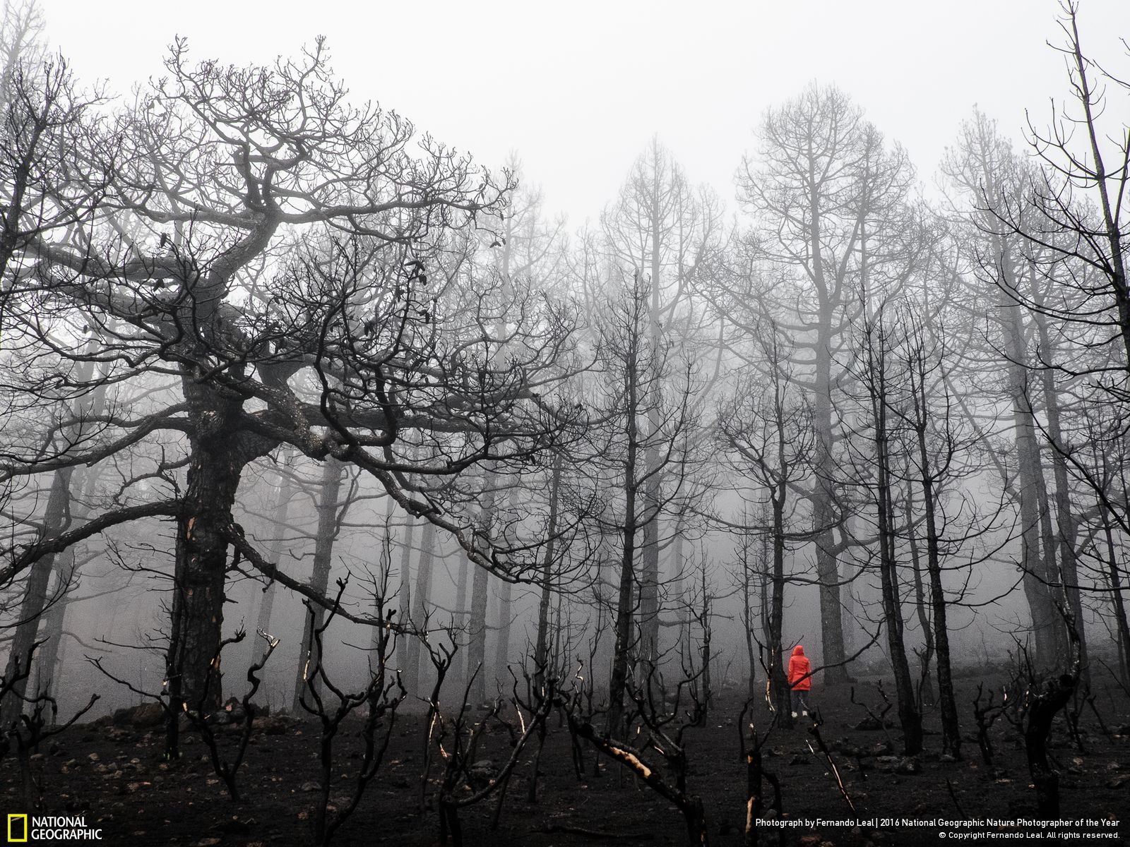 Walking Through Ashes