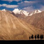 Nubra valley camel ride
