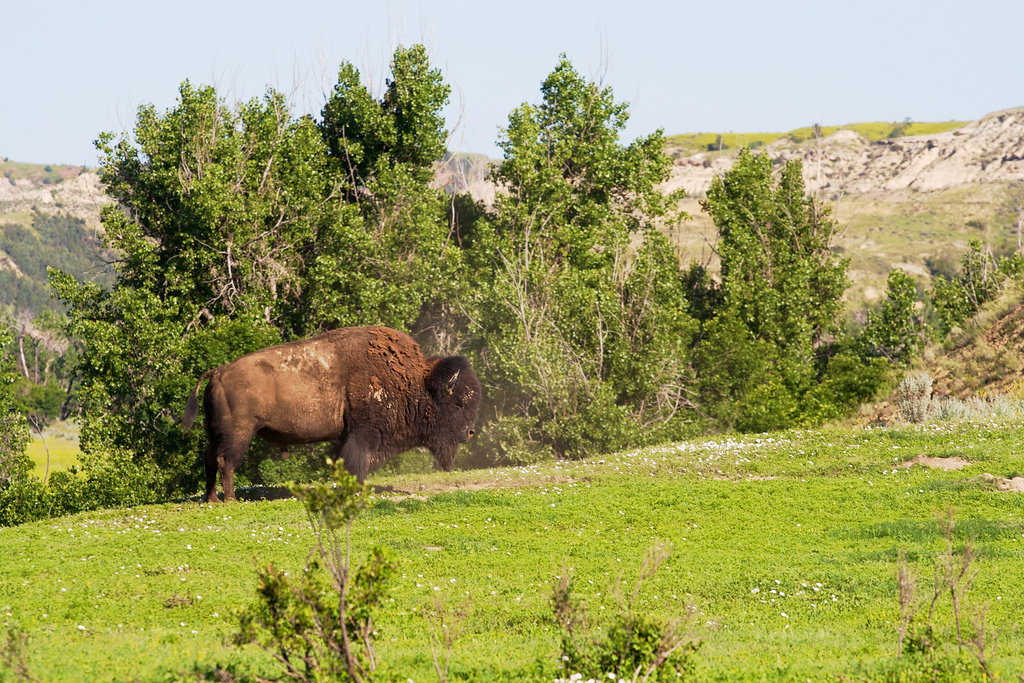 Bison Paddock Loop Road