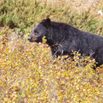 Bear Spotting Around Waterton