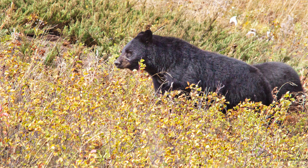 Bear Spotting Around Waterton