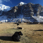 kanchenjunga base camp trek