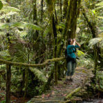Bwindi Forest safari