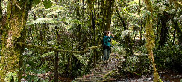 Bwindi Forest safari