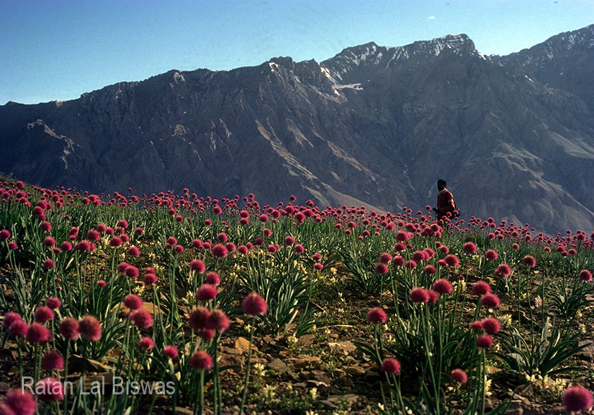 Kiber village, H.P. 1990