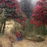 Ribdi Trek