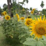 Sunflowers Siem Reap River