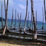Tsunami trek towards Indira Point