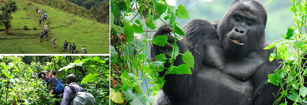 gorilla trekking