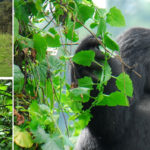 gorilla trekking