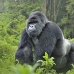 gorilla trekking in bwindi