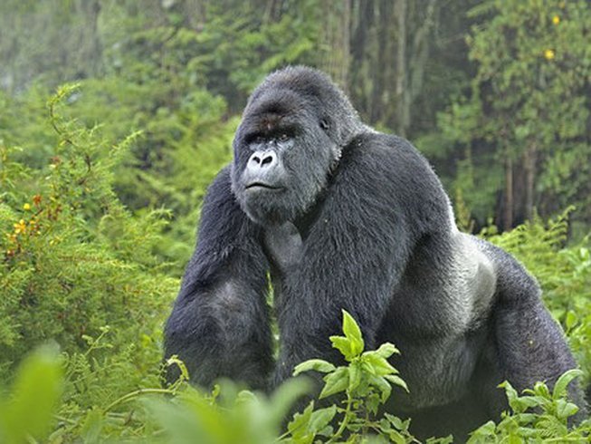 gorilla trekking in bwindi
