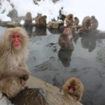 Jigokudani
