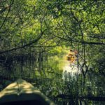 Kayaking in mangrove tunnels in Everglades National park, Florida, USA