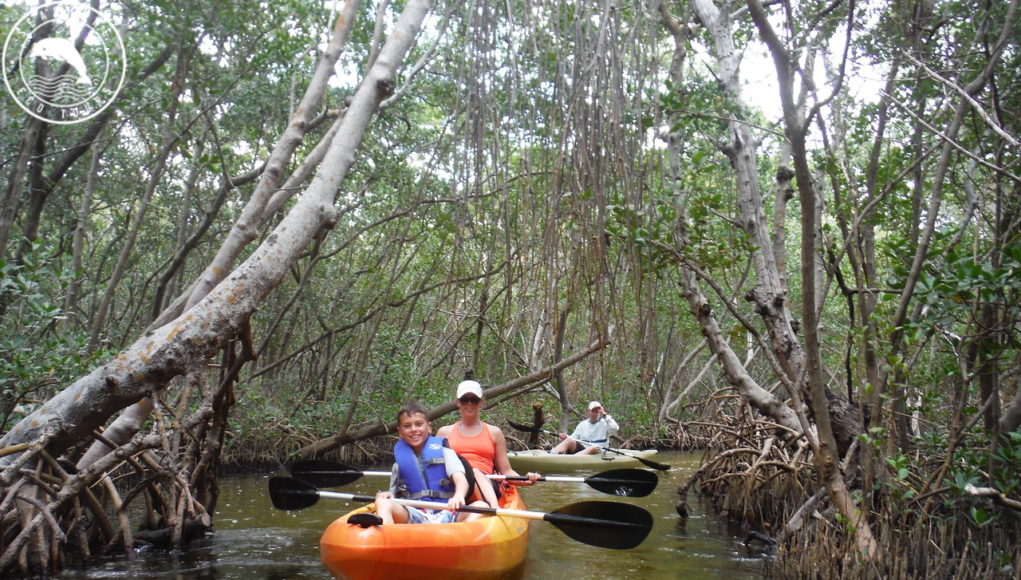 Mangrove Kayak Tour Sarasota