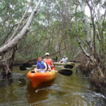 Mangrove Kayak Tour Sarasota