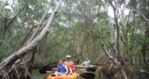 Mangrove Kayak Tour Sarasota