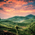 Munnar Travel Blog