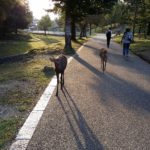 Nara Park home to Todai-Ji