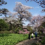 Shinjuku Gyoen National Garden