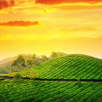 Munnar Tea Estate