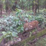 Bonpukuria Deer Park