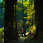 Forest-trail-in-brahmatal-trek