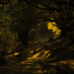 brahmatal-trek-into-jungle