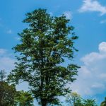 Loiliang tree