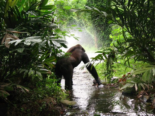 Gorilla trekking