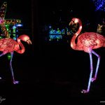 chinese-lighting-festival-kolkata