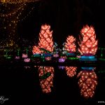 panda-lighting-show