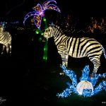 panda-show-at-nicco-park